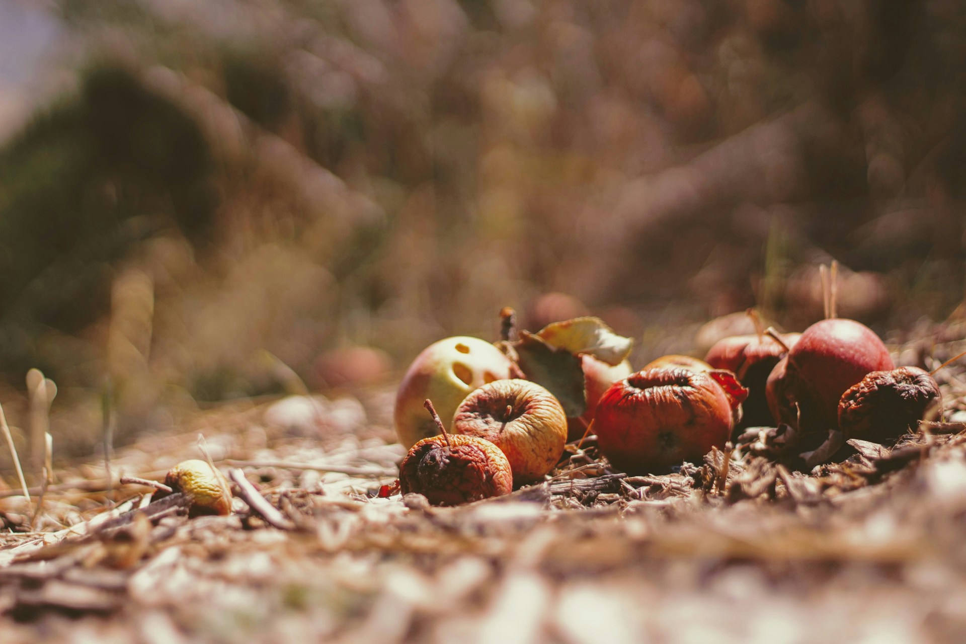 Compost your food waste or feed it to your animals