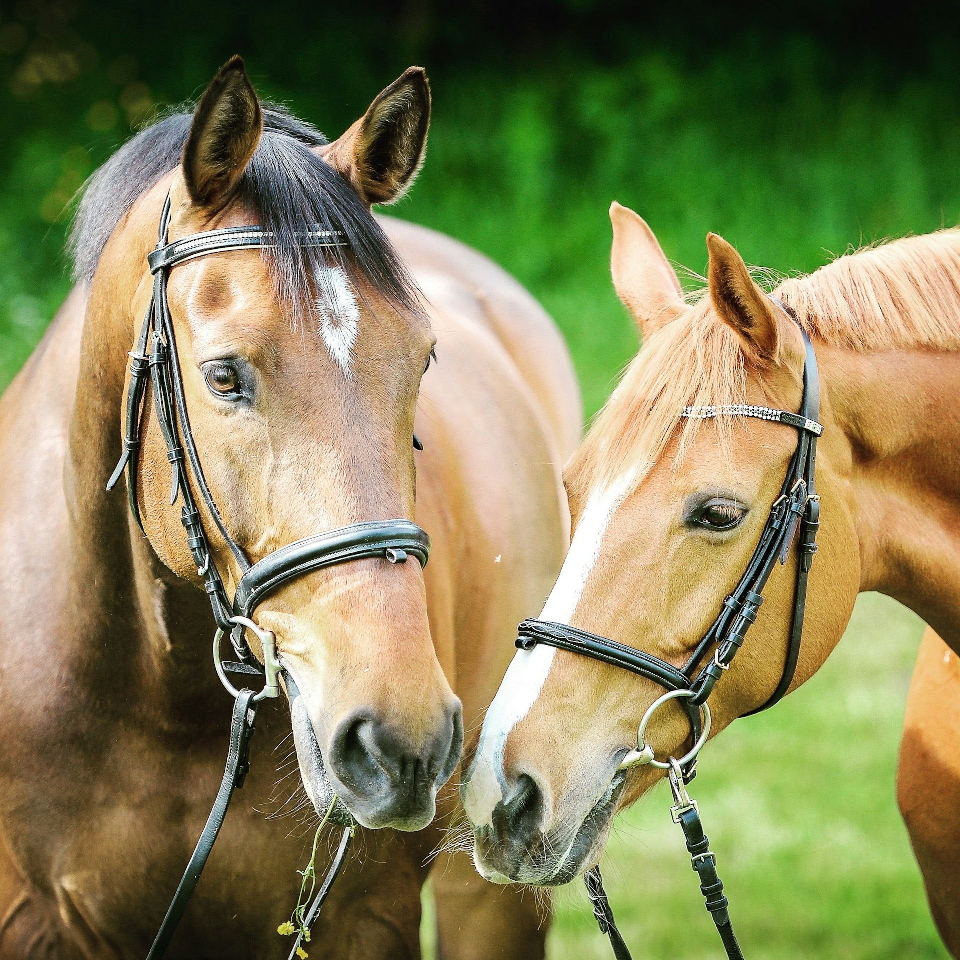 Paarden